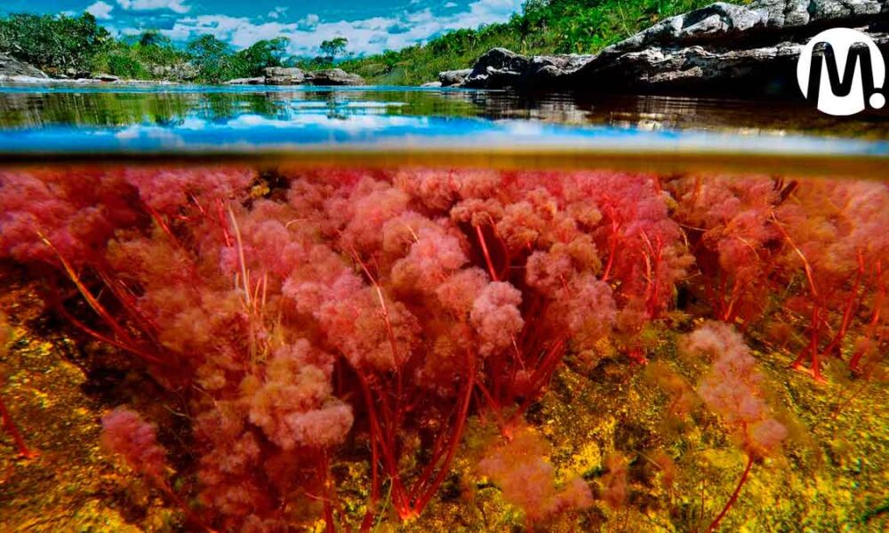 Cormacarena llama a proteger la planta que tiñe las aguas de Caño Cristales