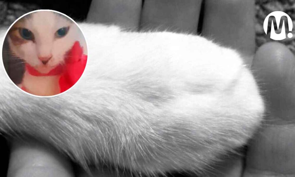 Alarma por envenenamiento de 14 mascotas en La Madrid