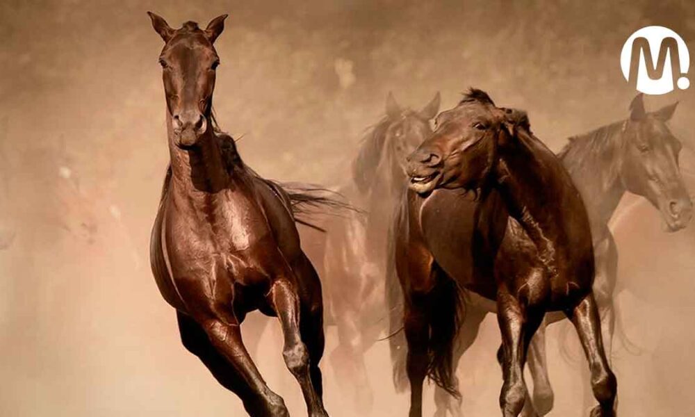 Un mes de incapacidad para víctima de caballo desbocado en Expomalocas