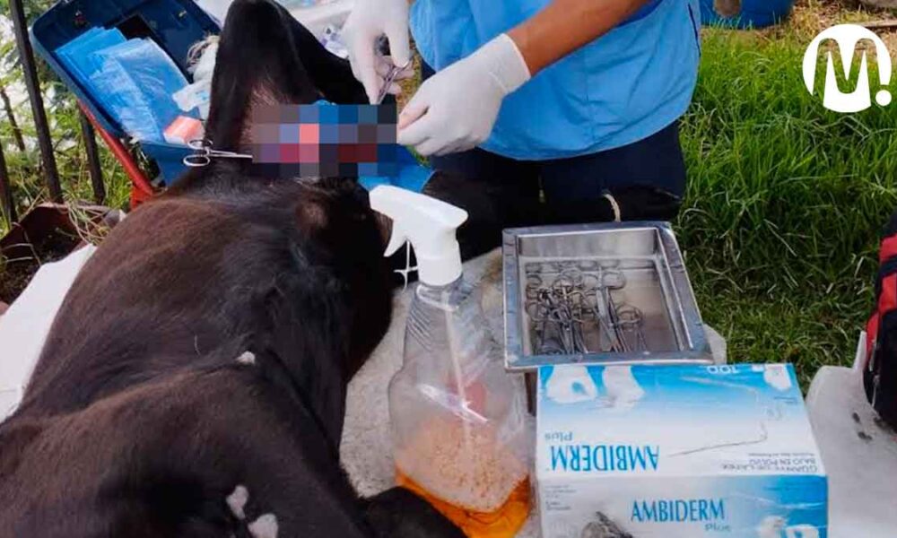 ¡Su mascota puede estar en riesgo! un falso veterinario anda suelto en Villavicencio