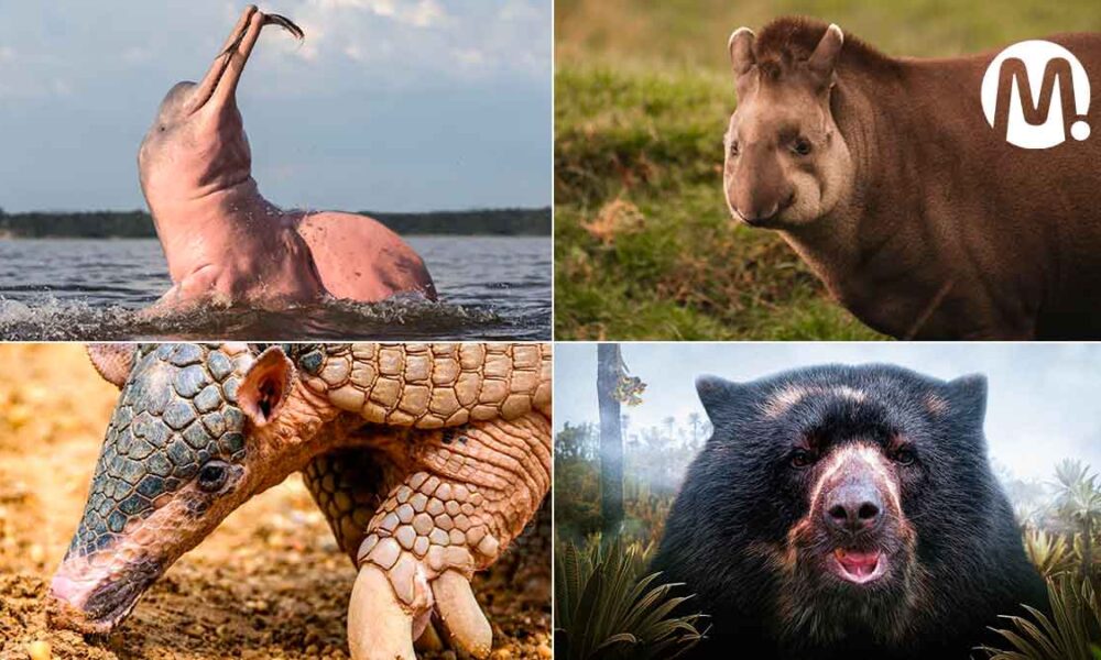 En peligro de extinción 10 especies de fauna presentes en el Meta