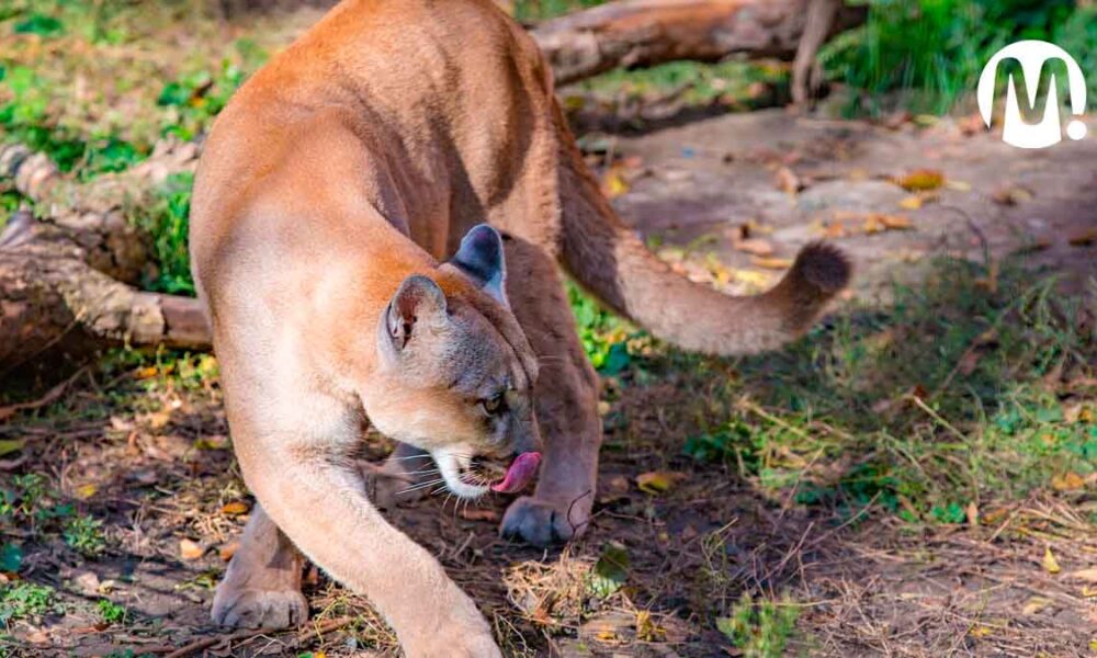 Buscan frenar depredación de animales domésticos por felinos silvestres en el Meta