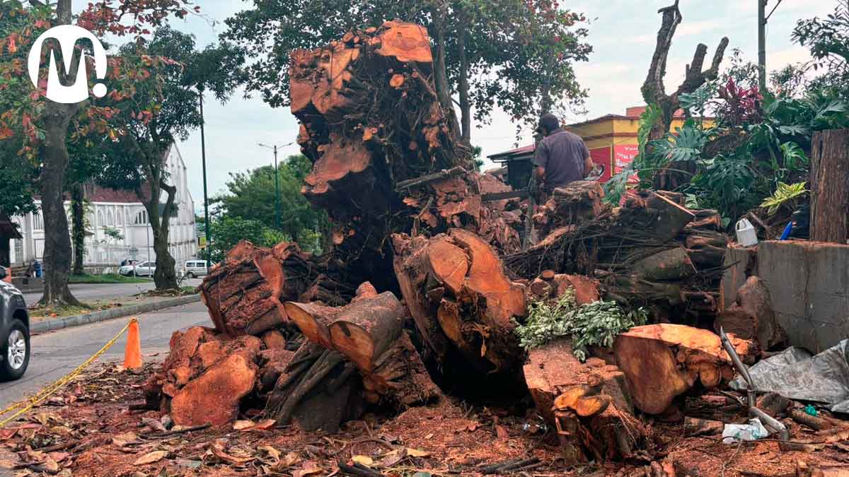 ¿Por qué talaron emblemático árbol en La Grama? Alcaldía de Villavicencio explica