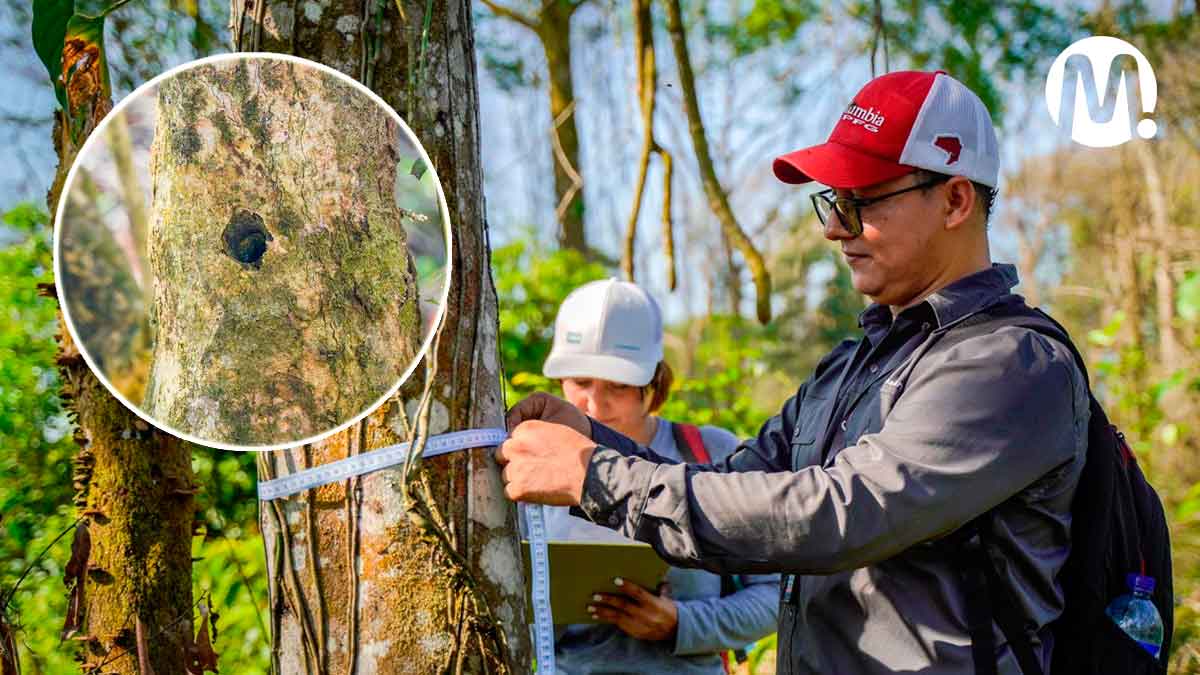 Envenenamiento de árboles: descubren nueva técnica de deforestación en el Meta