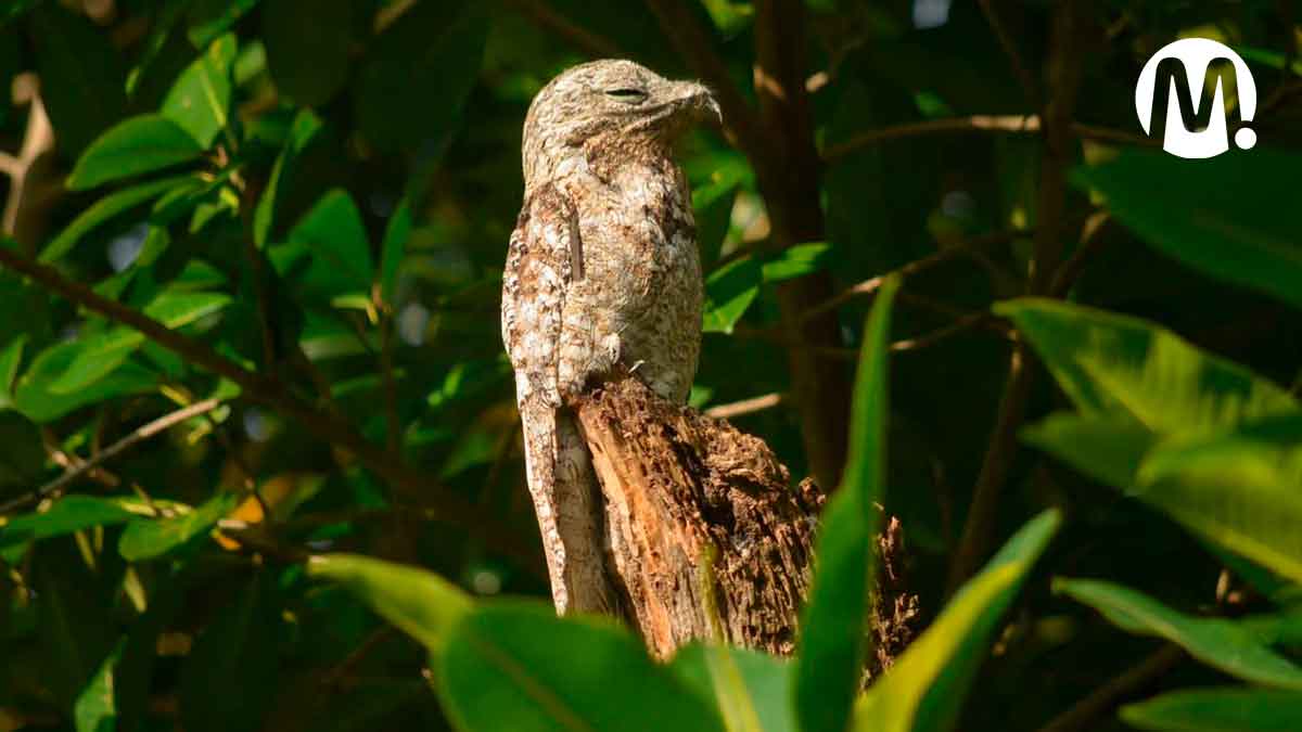 El Meta es uno de los territorios más biodiversos de Colombia: Cormacarena