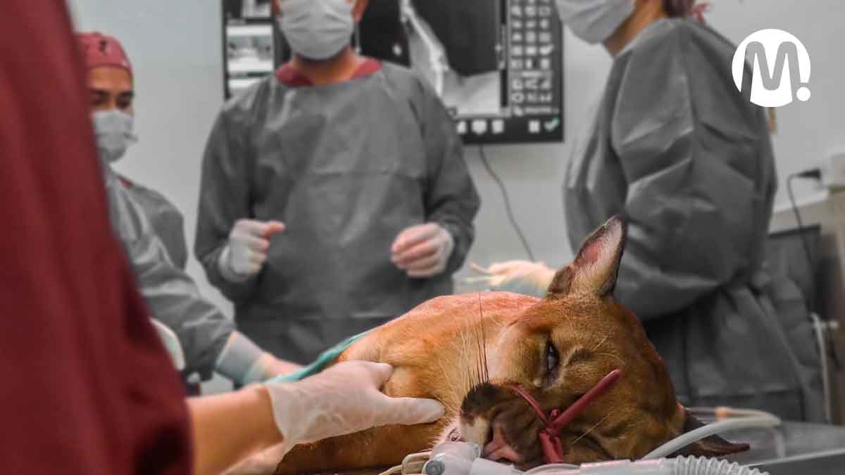 Tras compleja cirugía, veterinarios salvaron la vida de un puma en Villavicencio