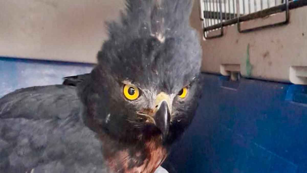Así fueron el rescate y la audaz cirugía que le practicaron a un águila real en el Meta
