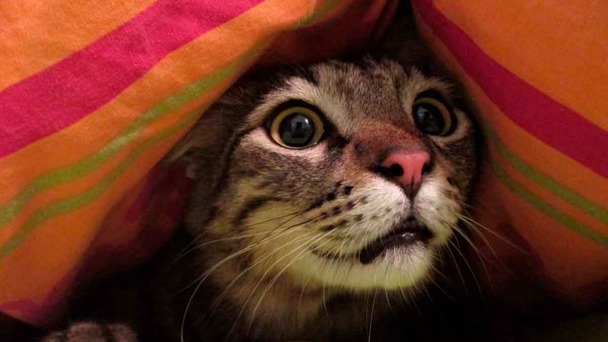 Autoridades advierten sobre efectos de la pólvora en los animales