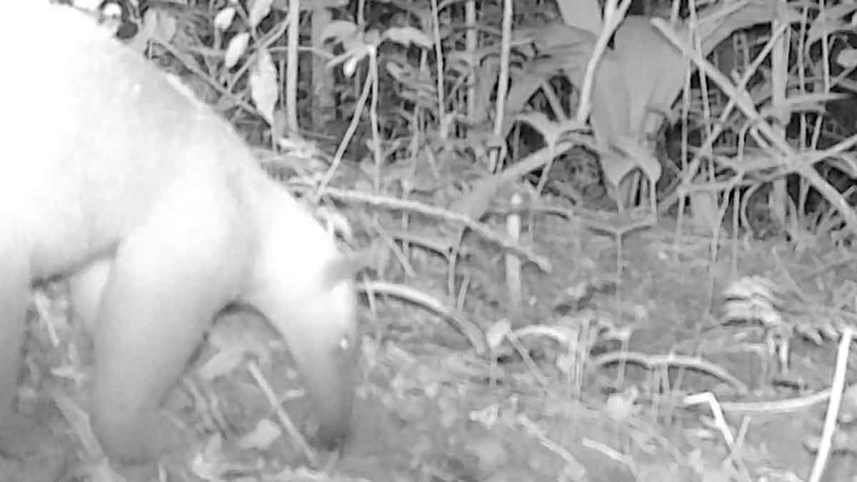 Hallan oso melero y otras 15 especies en riesgo cerca a campo de Ecopetrol