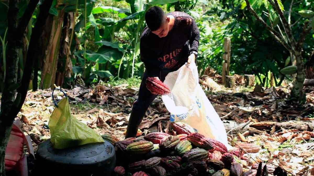 Ofrecen $20 millones por información sobre bandas que roban cacao en el Meta
