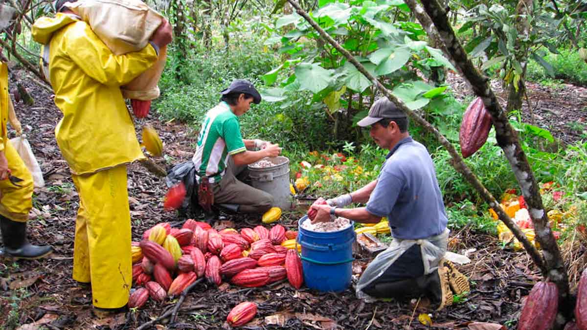 Familias cacaocultoras del Meta triplican sus ingresos con prácticas agrícolas sostenibles