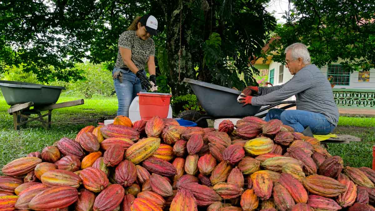 Sello de calidad europeo impulsa el cacao del Meta en mercados internacionales