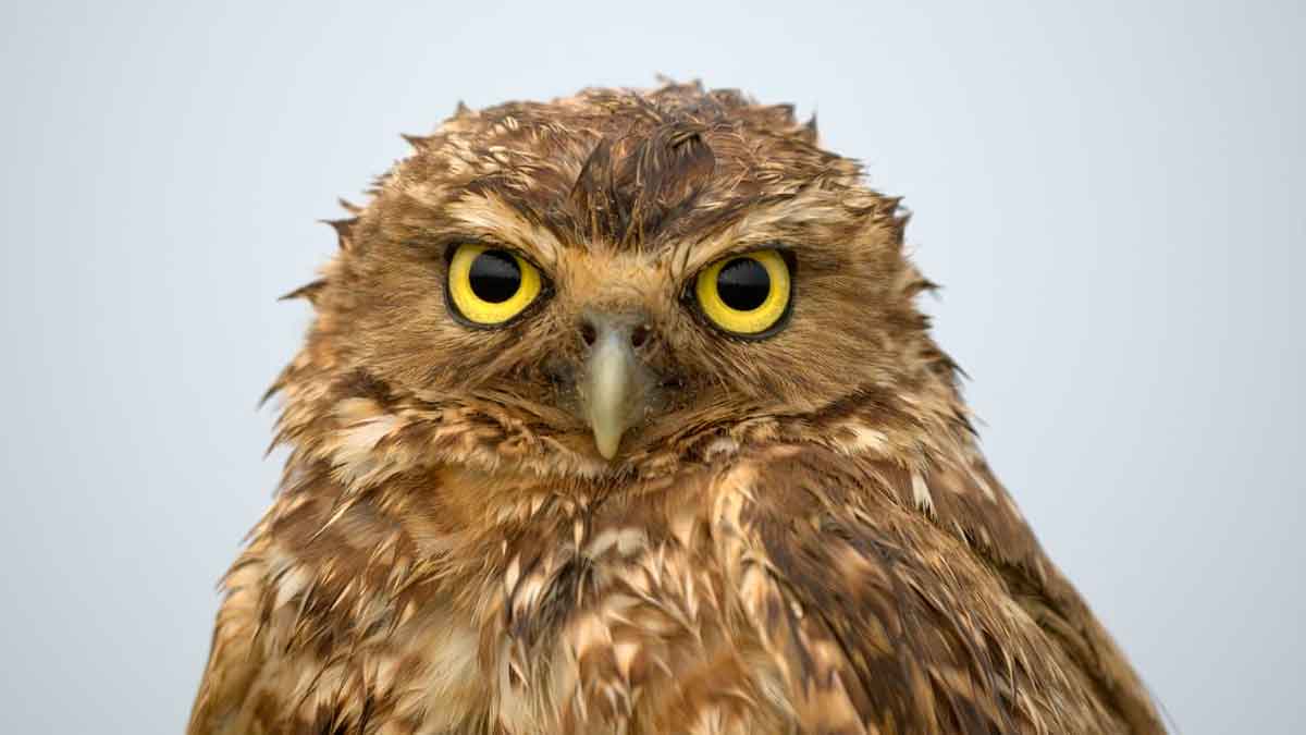 El Meta rompió récord en avistamiento de aves durante el Global Big Day 2025