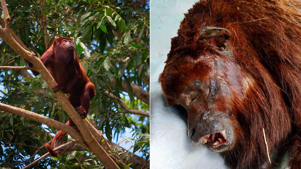 Confirman presencia de fiebre amarilla en mono hallado cerca de Villavicencio