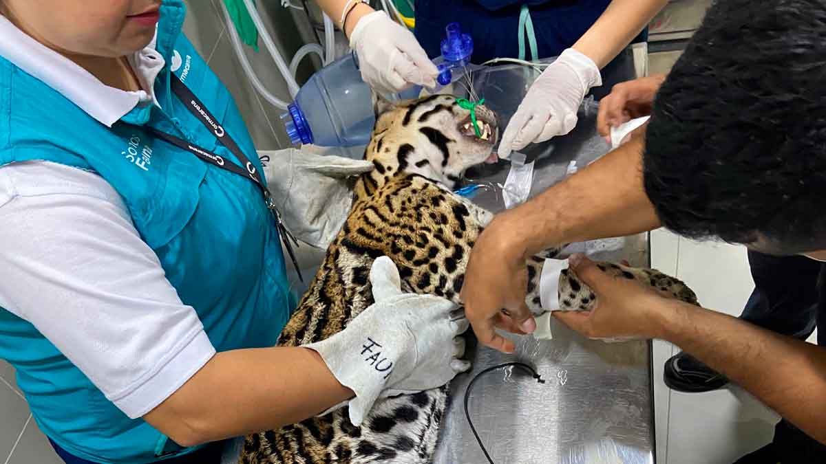 Un ocelote gravemente herido fue rescatado en la vía Villavicencio-Puerto López