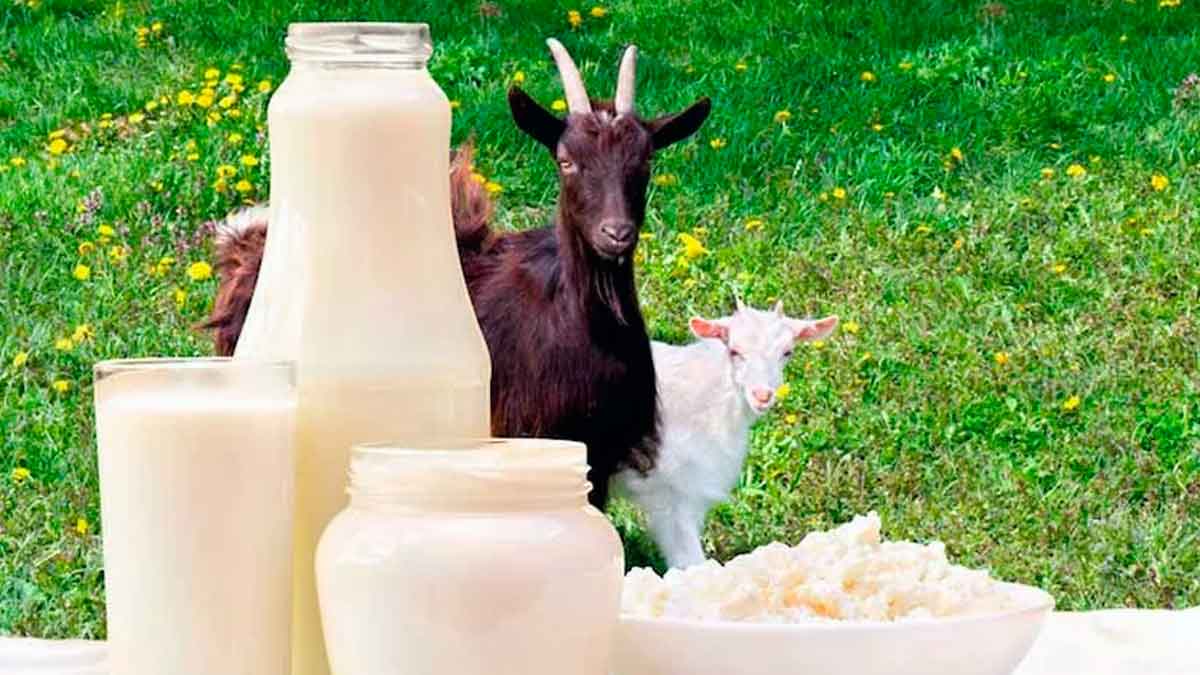 Conocer, ordeñar y cuidar cabras: la nueva apuesta de turismo rural en Villavicencio