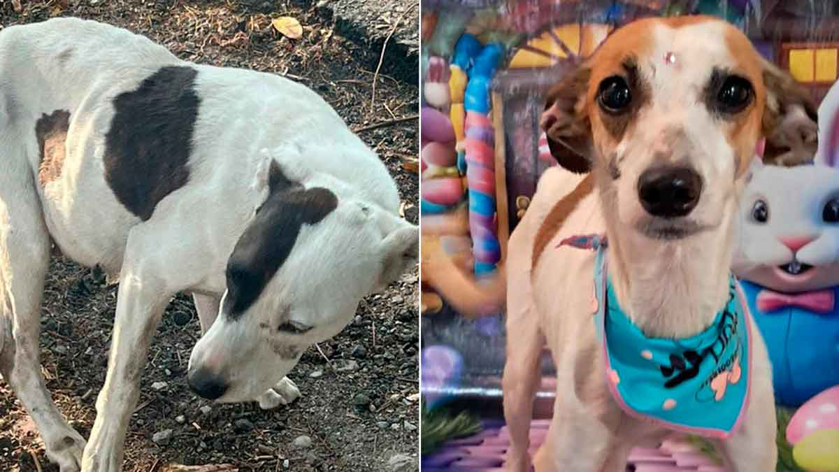 Rescatan en Villavicencio a Atenea y Azúcar, dos perritas que sufrían maltrato