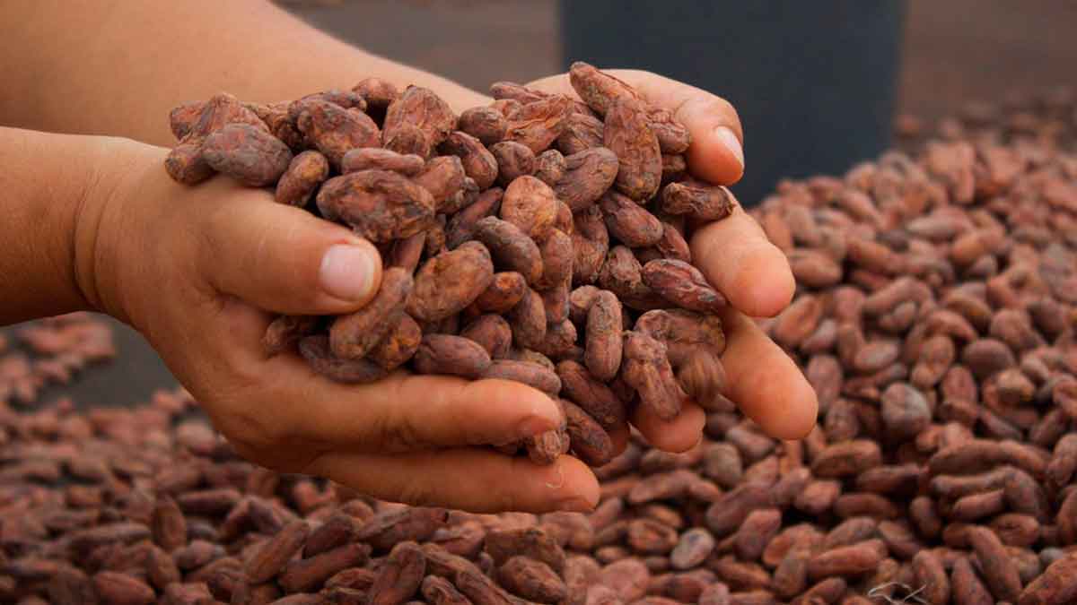 Cacao del Meta conquista Europa y se abre camino en Asia y Estados Unidos