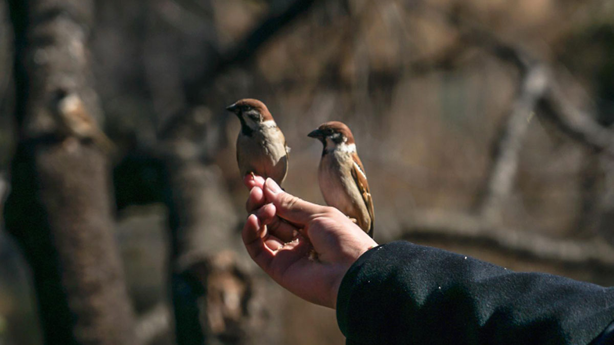 ¿Qué tener en cuenta para hacer avistamiento de aves en Colombia?