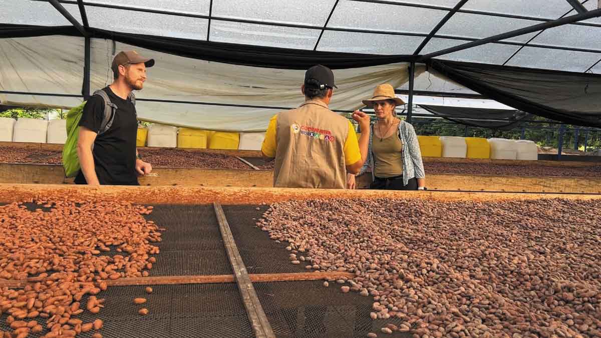 Empresa chocolatera belga se rinde ante la calidad del cacao del Meta