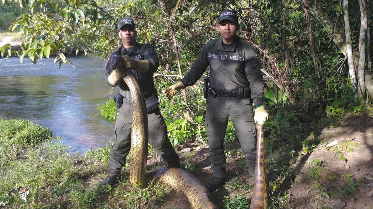 Una anaconda de seis metros fue hallada en Guamal: estaba asfixiando a un becerro