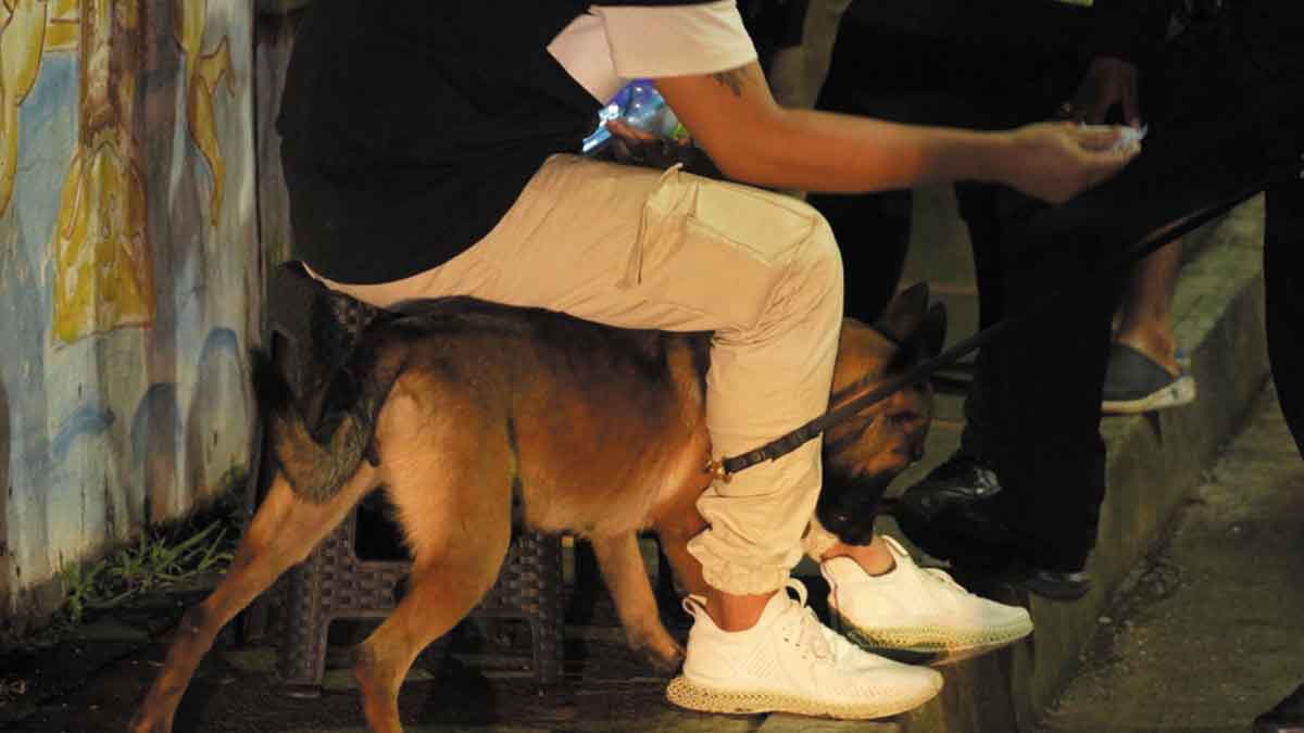 Una canina antinarcóticos fortalece los operativos del Plan Fastidio en Villavicencio