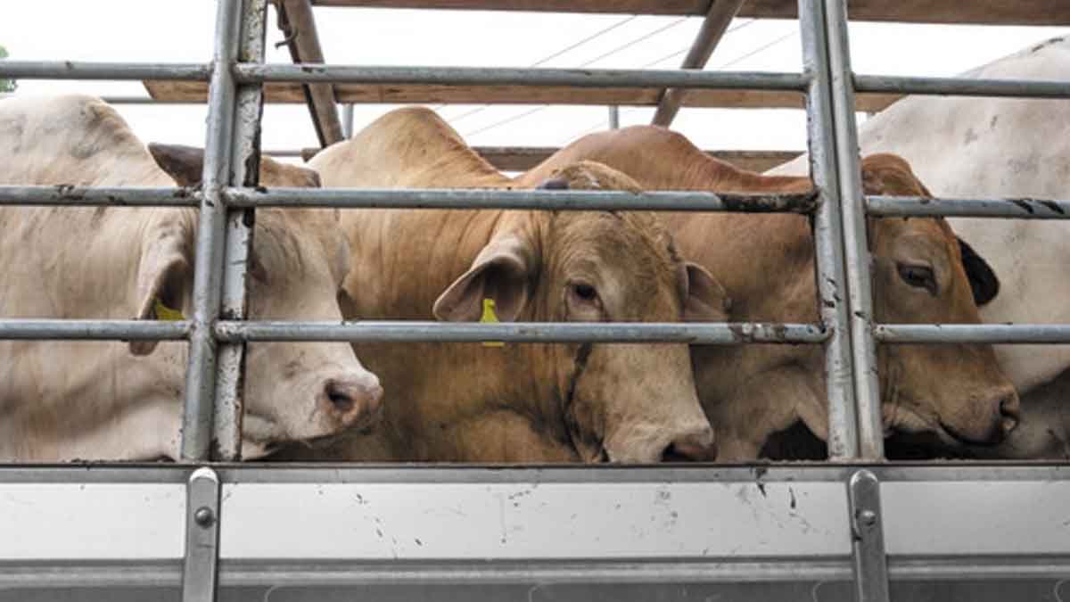 Cierre de la vía al Llano deja pérdidas de $4.200 millones diarios al sector ganadero, según Fedegán