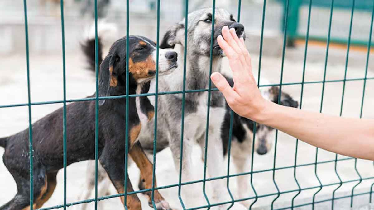 Centro de Bienestar Animal de Villavicencio empezará a funcionar en los próximos días