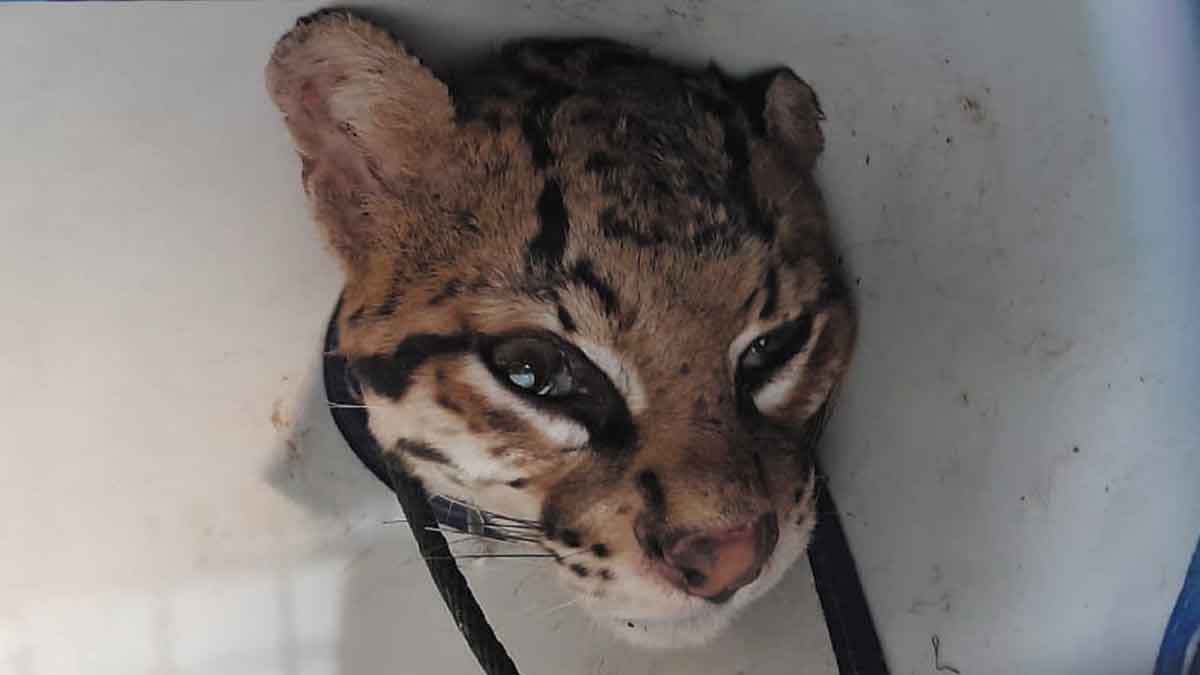 Ocelote murió tras ser rescatado de cautiverio en zona rural de Restrepo