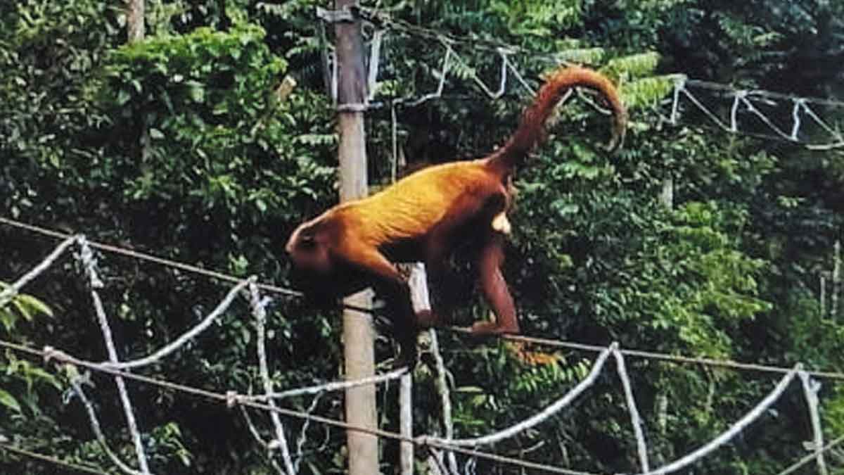 Con pasos elevados, Ecopetrol protege la fauna silvestre en el Campo Apiay