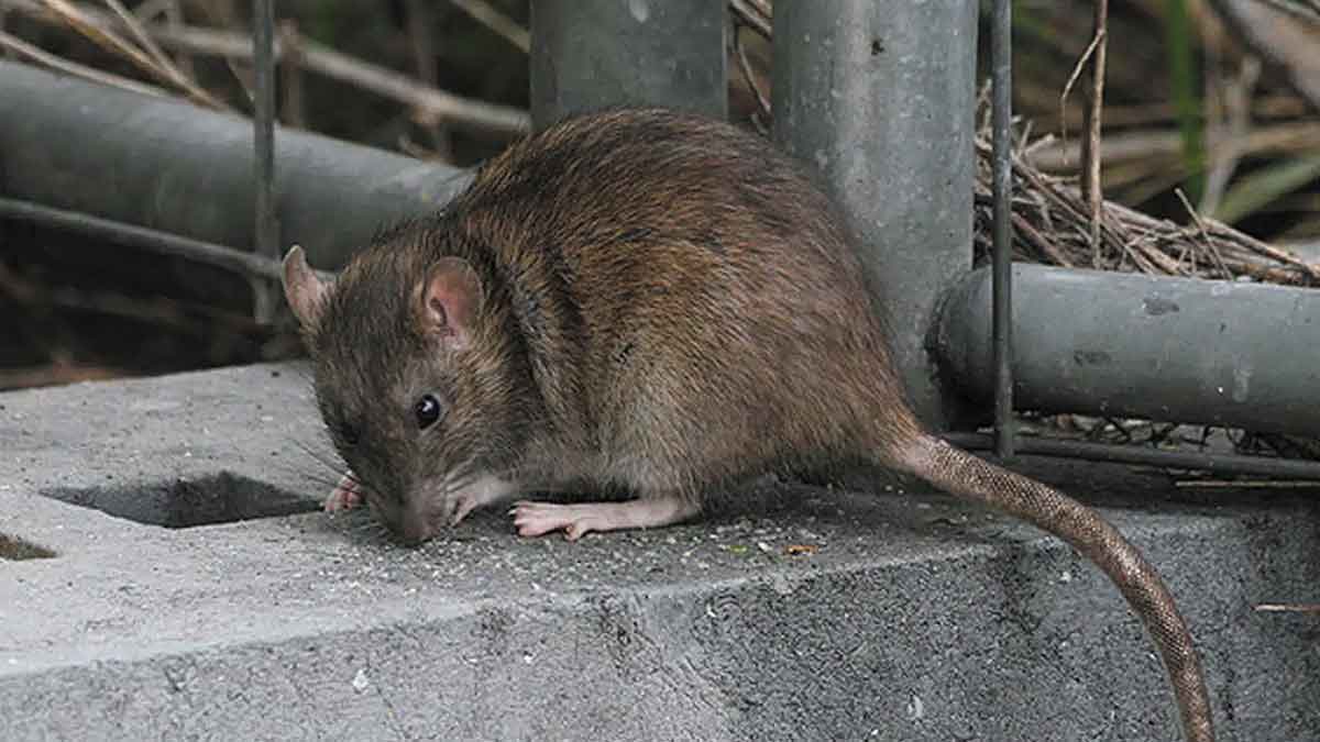 Estudiantes denuncian plaga de ratas en la sede de Uniminuto Villavicencio