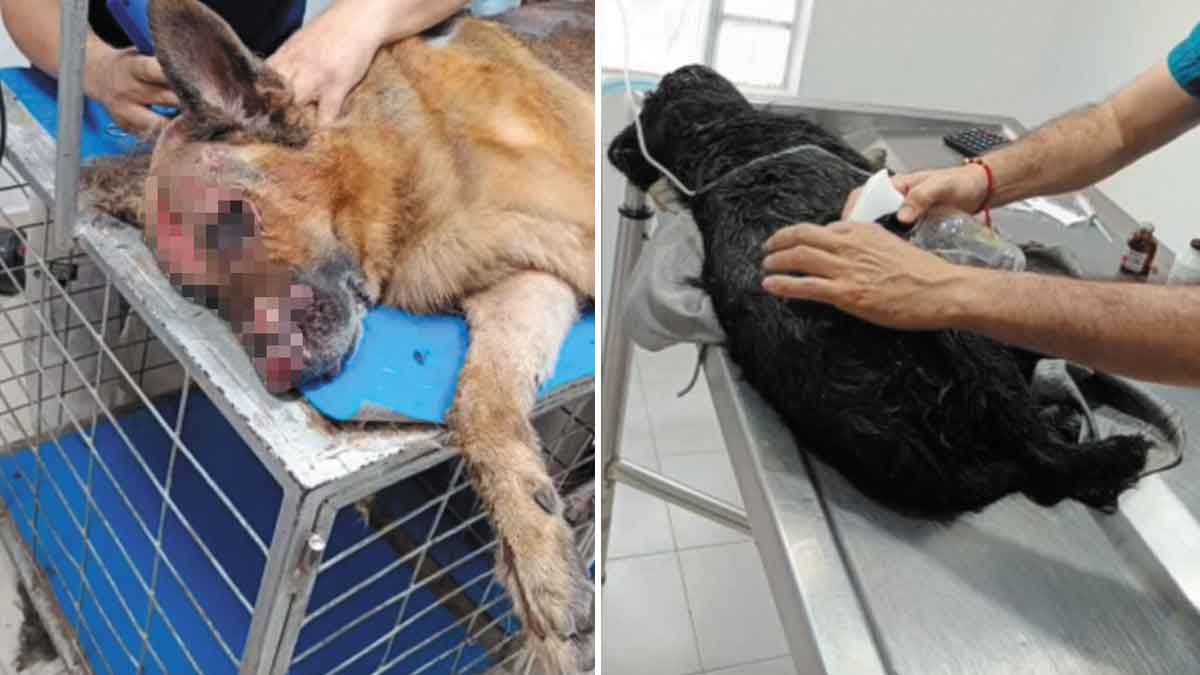 Dos perritos luchan por su vida tras incendio que consumió una vivienda en Villavicencio