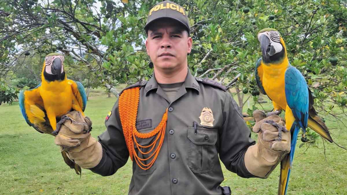Especies de fauna silvestre fueron rescatadas por la Policía en San Martín y Guamal, Meta