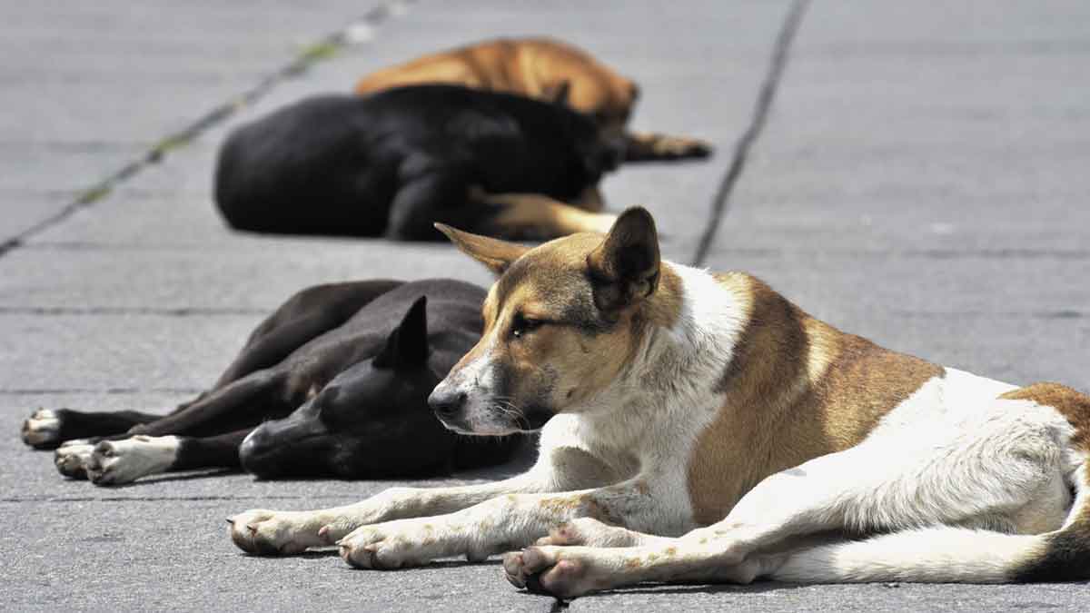 En Villavicencio llaman a controlar la sobre población de perros y gatos mediante la esterilización