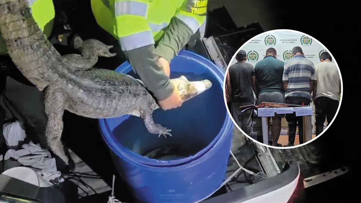 Capturan cazadores ilegales de babillas en el Meta: llevan tres y dos estaban muertas