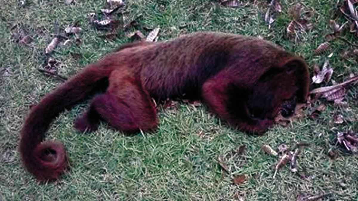 Detectan fiebre amarilla en mono encontrado muerto en zona rural del Meta