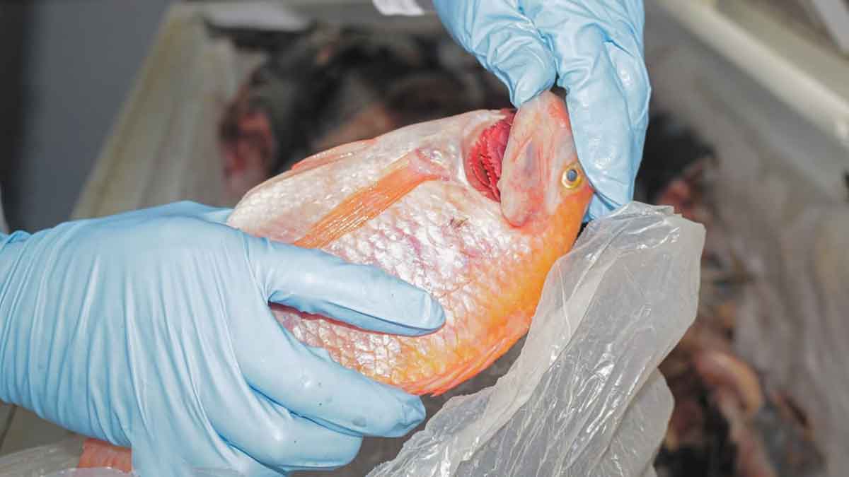 Revisar bien el pescado antes de comprarlo ayuda a evitar intoxicaciones, insisten autoridades en Villavicencio