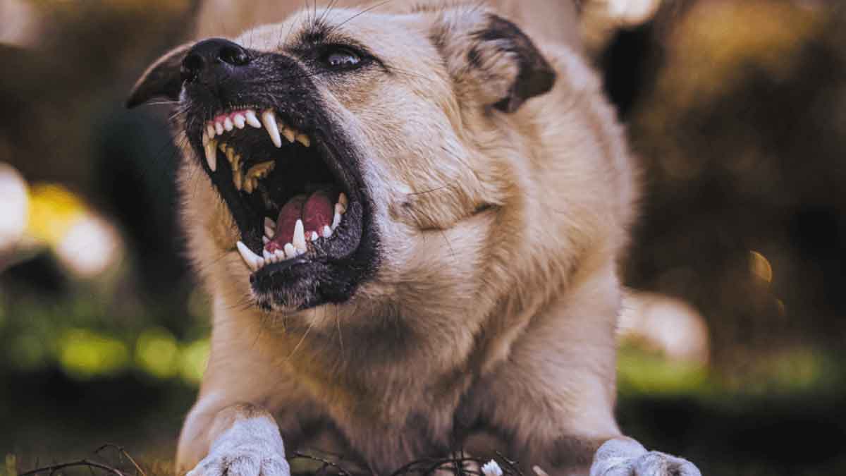 Más de 600 personas han sufrido ataques de animales este año en Villavicencio
