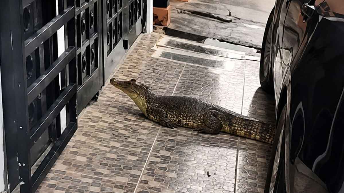 Comunidad alerta por aparición de un caimán en zona residencial de Villavicencio