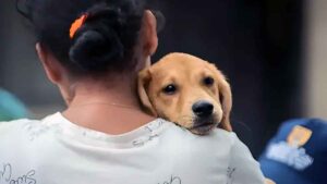 Más de 36.000 mascotas han sido protegidas contra la rabia este año en Villavicencio