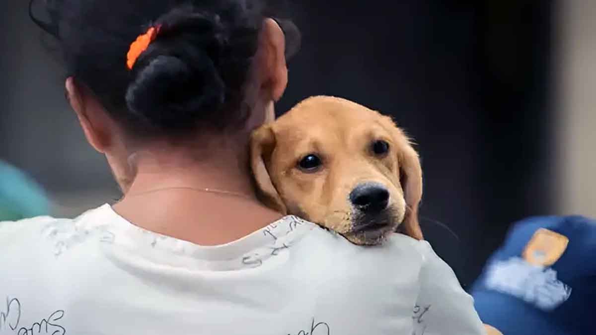 Más de 36.000 mascotas han sido protegidas contra la rabia este año en Villavicencio