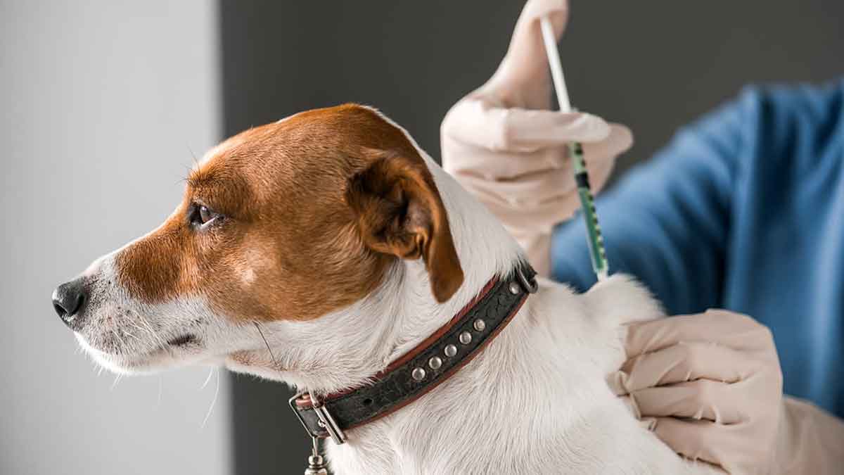 Más de 48.000 mascotas han sido vacunadas contra la rabia mediante campañas en barrios de Villavicencio