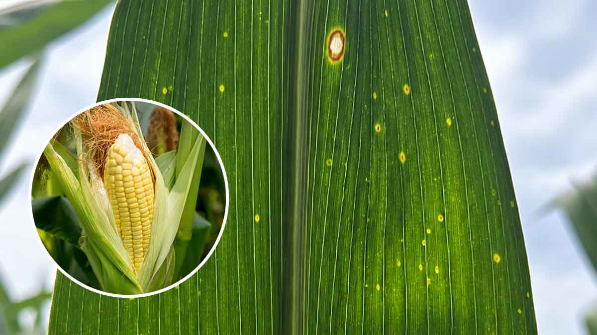 Detectan enfermedad que afecta cultivos de maíz en zonas productoras del Meta
